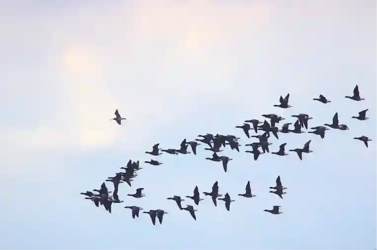 Photo d'un vol d'oiseau